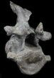 Stegosaurus Cervical Vertebra On Stand - Colorado #36084-5